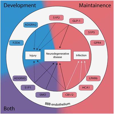 G Protein-Coupled Receptors in the Mammalian Blood-Brain Barrier